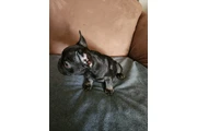 French bulldog en San Bernardino
