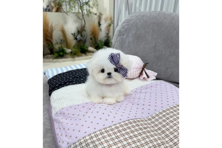 $350 : Minibichonfrise esponjoso image 2