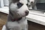 Cachorros de husky siberiano en Des Moines