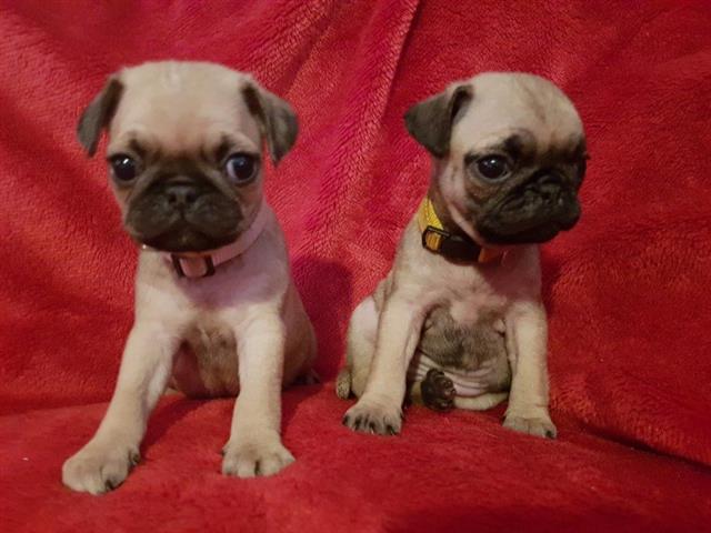 $500 : CACHORROS PUG PARA REHOMING image 3