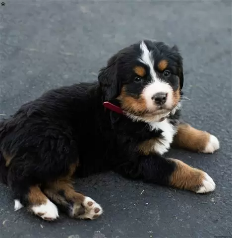 $330 : Bernese Mountain Dog Puppies image 4