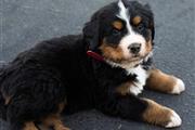 $330 : Bernese Mountain Dog Puppies thumbnail