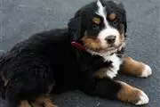 $330 : Bernese Mountain Dog Puppies thumbnail