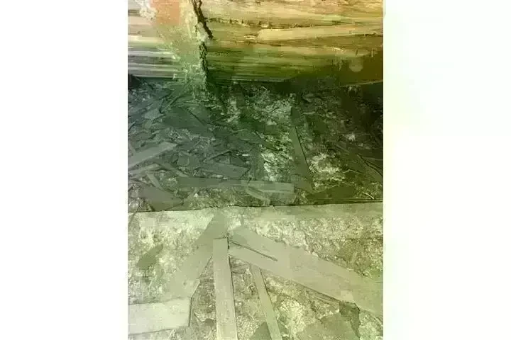 PEST CONTROL image 2
