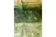 PEST CONTROL thumbnail