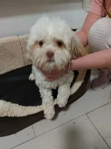 $550 : Registered Yorkshire Puppies image 1