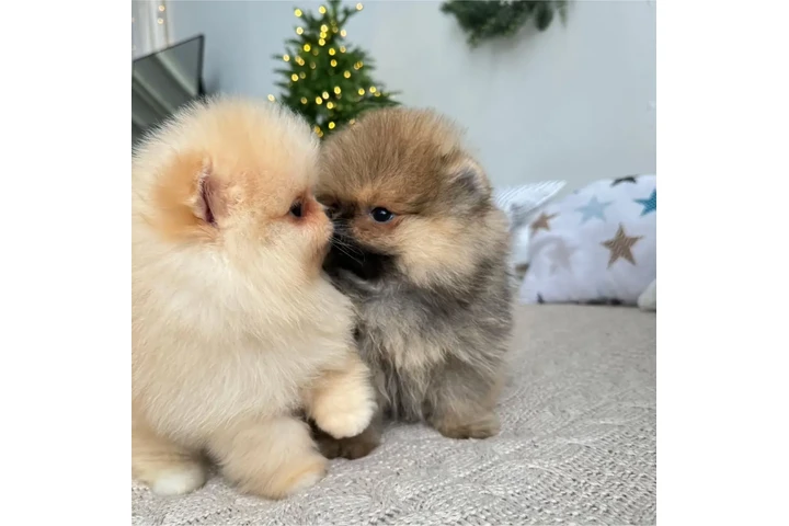 $350 : Pomerania taza de té image 1