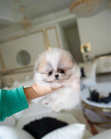 $250 : Pomeranians puppies image 5