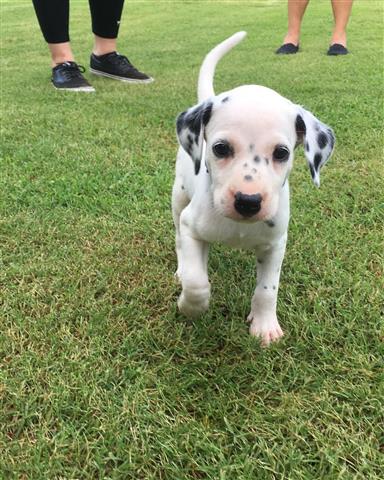 $400 : Dalmatian Puppies For Sale image 1
