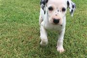 $400 : Dalmatian Puppies For Sale thumbnail