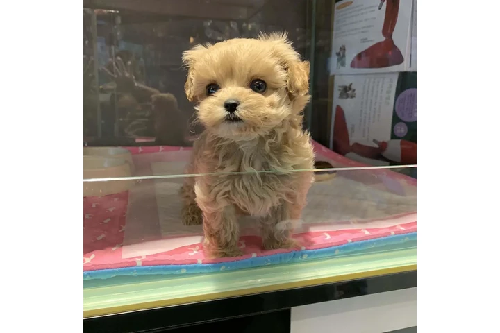 $350 : MALTIPOO EN VENTA image 2