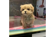 $350 : MALTIPOO EN VENTA thumbnail