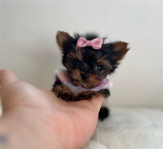 $220 : Mini Yorkie Terrier ready image 4