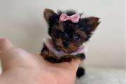 $220 : Mini Yorkie Terrier ready thumbnail