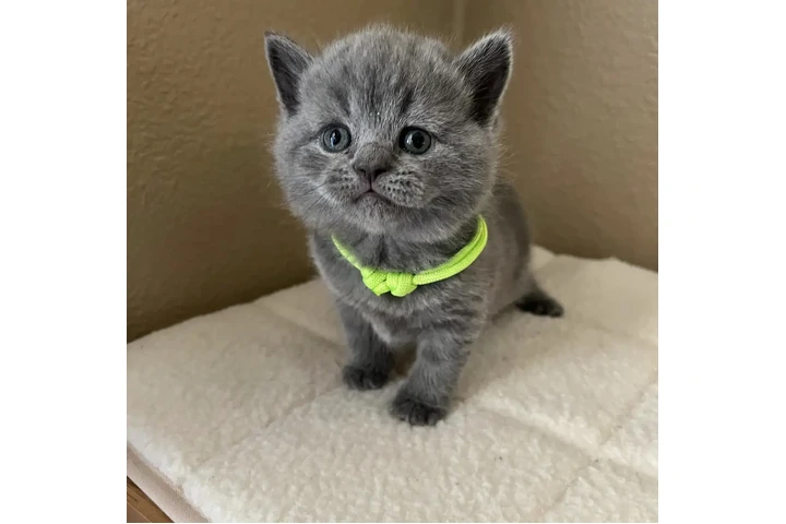 $200 : British Shorthair azul listo image 2