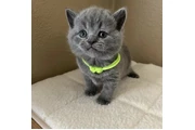 $200 : British Shorthair azul listo thumbnail