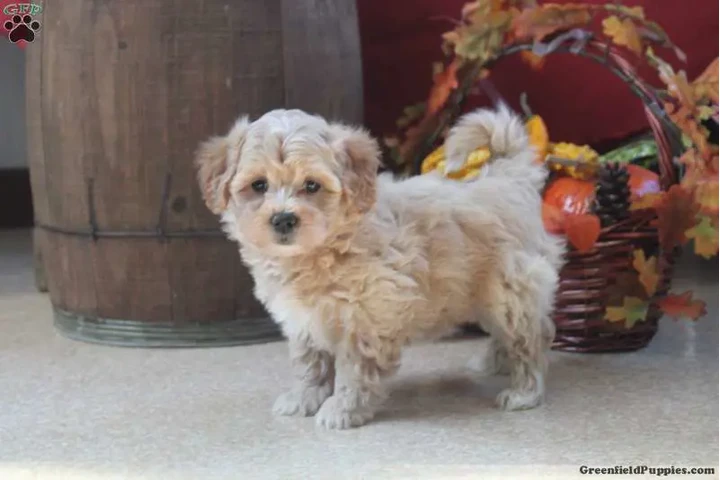 $300 : Puppies for adoption near me image 2