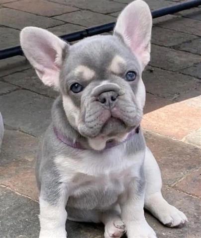 $190 : French bulldog For Adoption image 1