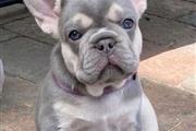 French bulldog For Adoption