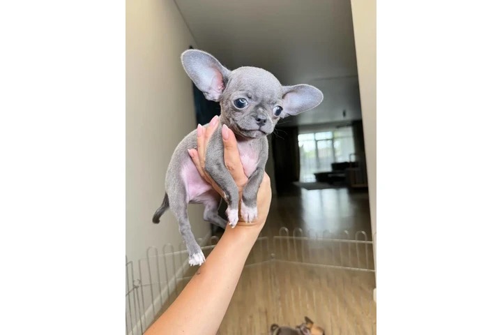 $300 : Teacup Chihuahua puppies image 7