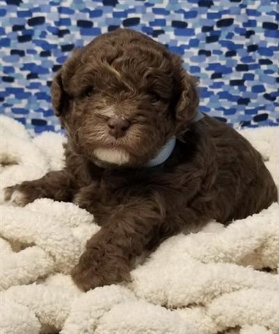 $400 : Poodle puppies for adoption image 2