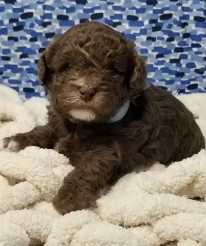 $400 : Poodle puppies for adoption image 2
