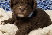 $400 : Poodle puppies for adoption thumbnail