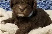 $400 : Poodle puppies for adoption thumbnail