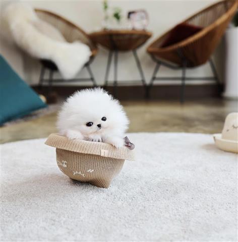 $300 : Teacup Pomeranian puppies image 4