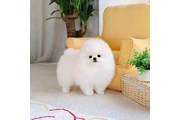 $400 : French bulldog and Pomeranian thumbnail