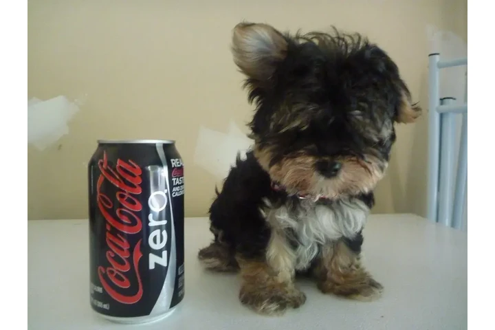 $350 : Female Morkie image 1