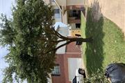 Ramirez Tree Trimming en Houston