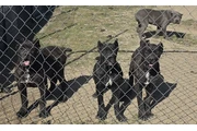 $800 : Cane Corso thumbnail
