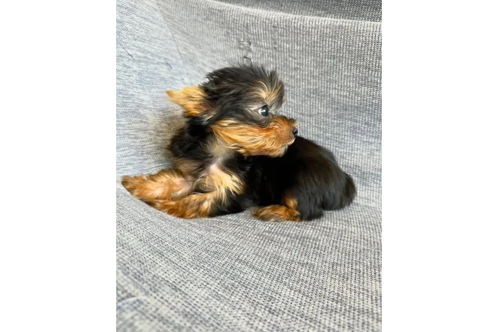 $350 : Yorkshire terrier taza de té image 3