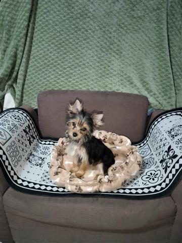 $250 : Cachorros De Yorkie puppy. image 2