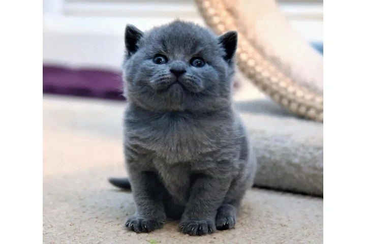 $220 : British Shorthair azul listo image 1