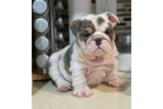 Bulldog Inglés en Atlanta