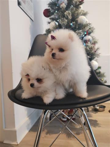 AKC Reg Pom Puppies Available. image 3