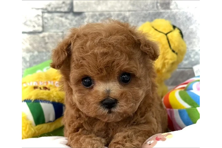 $580 : Caniche toy image 2