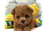 $580 : Caniche toy thumbnail