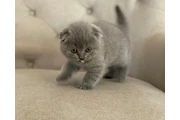 Scottish Fold Kittens For Sale en New York