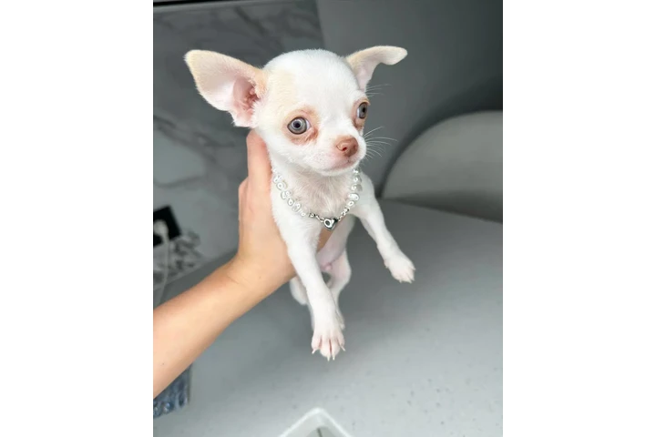 $250 : Teacup Chihuahua puppies image 10