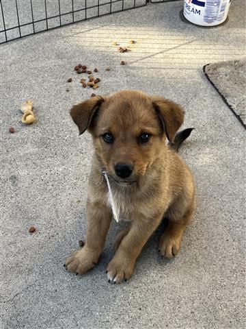 $100 : Pastor Aleman con Husky image 2