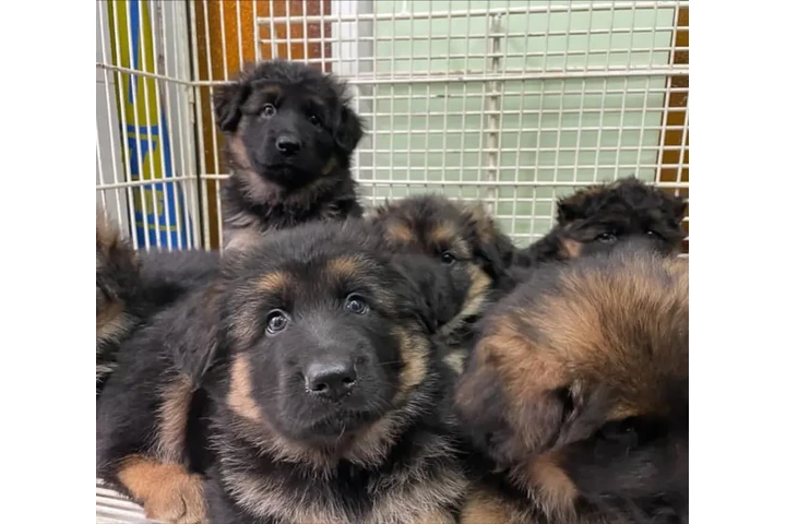 $350 : Cachorros de pastor alemán image 2