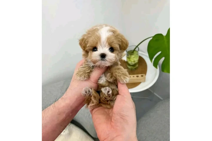 $400 : Poodle puppy for adoption image 1