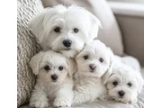 $400 : Cute Yorkie and Maltes Puppies thumbnail