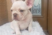 $3000 : Hermosa bulldog francés female thumbnail