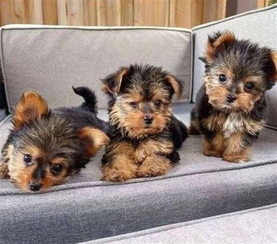 $500 : Hermosos cachorros de Yorkie image 4
