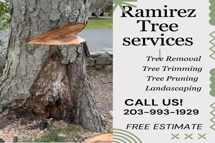 Ramirez Tree Services image 1