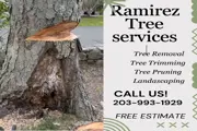 Ramirez Tree Services en New Haven